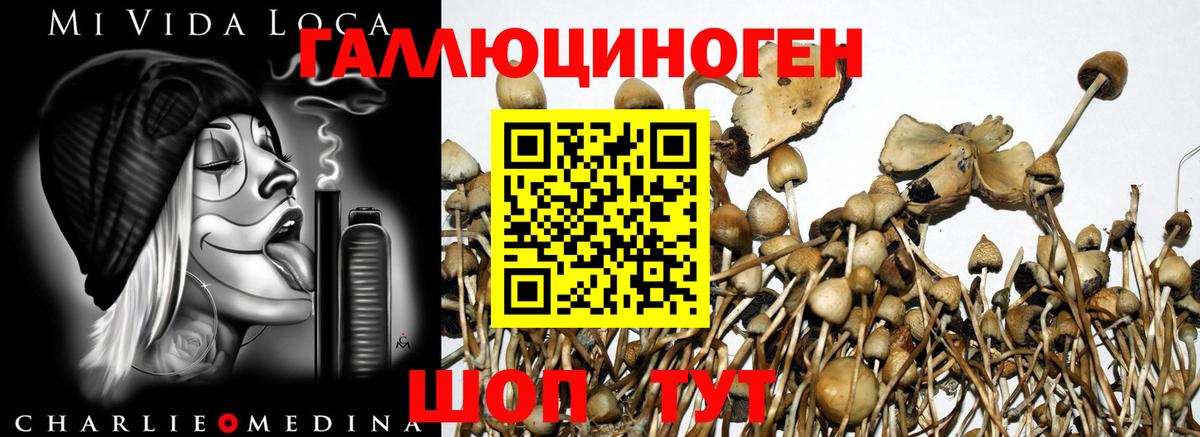 Псилоцибиновые грибы Cubensis Арзамас